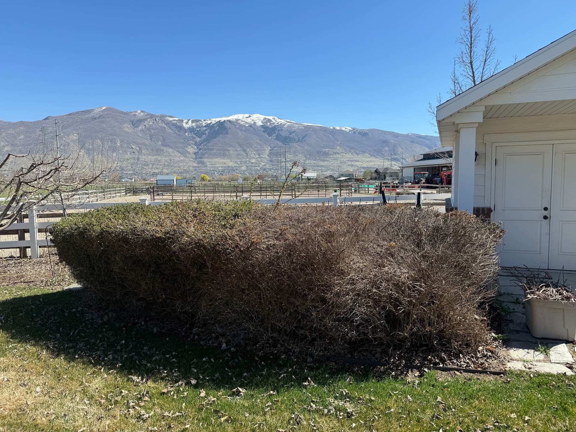 Overgrown Hedge Removal That Opened Up the Whole Yard image