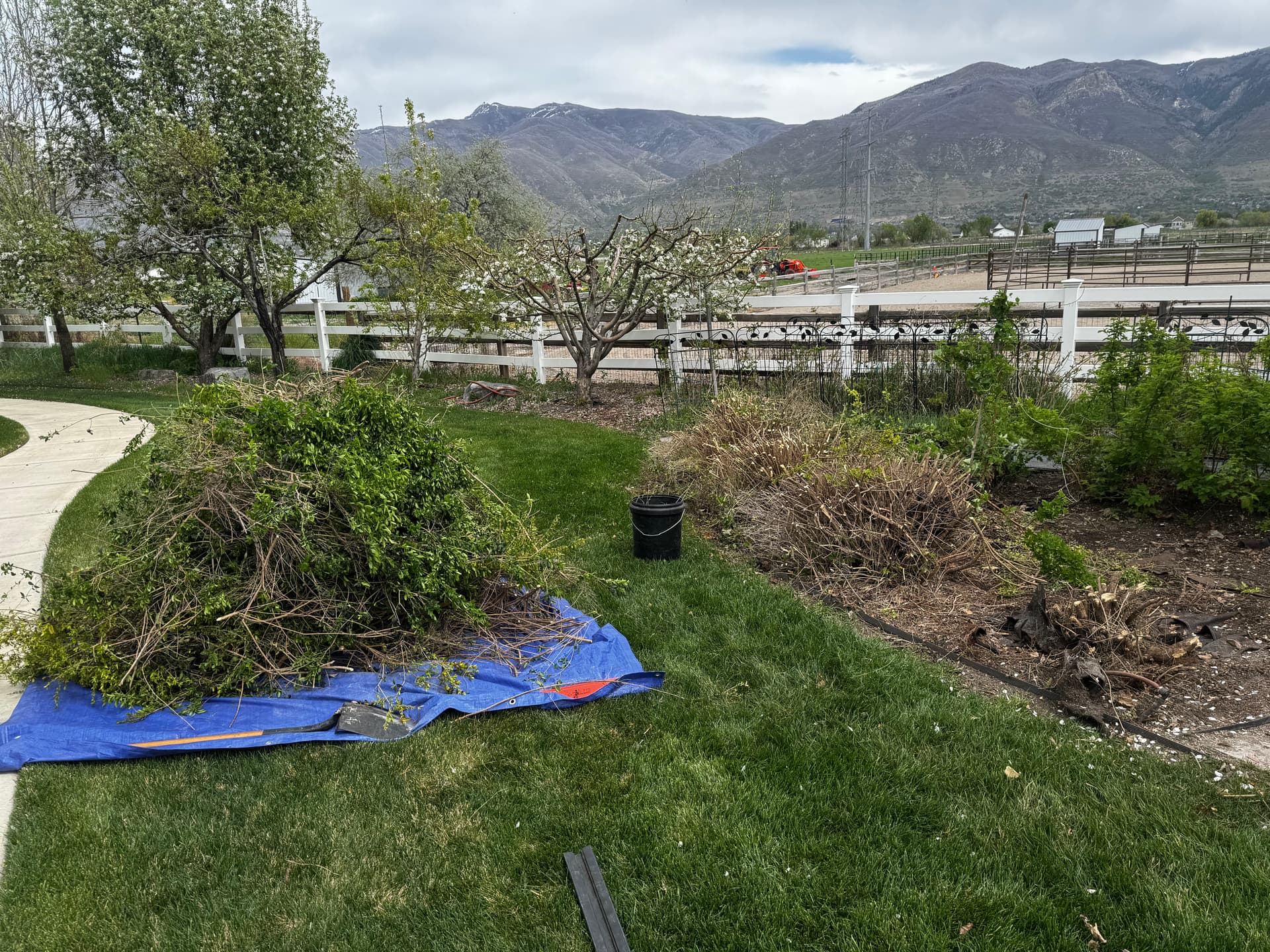 Gallery photos for Overgrown Hedge Removal That Opened Up the Whole Yard: Image #1